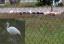 lakeview_disneypoolvilla_net_ibis_1366